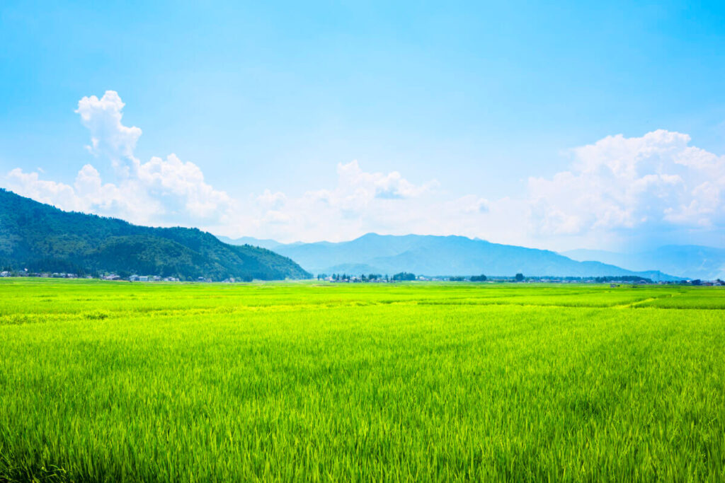 竹治郎の〆縄の特徴は、その発色の良さと香りの高さにあります。こだわりの国産藁は、東京ドーム約 3.5個分という広大な面積で、時間をかけて栽培から加工までをすべて自社で行っています。