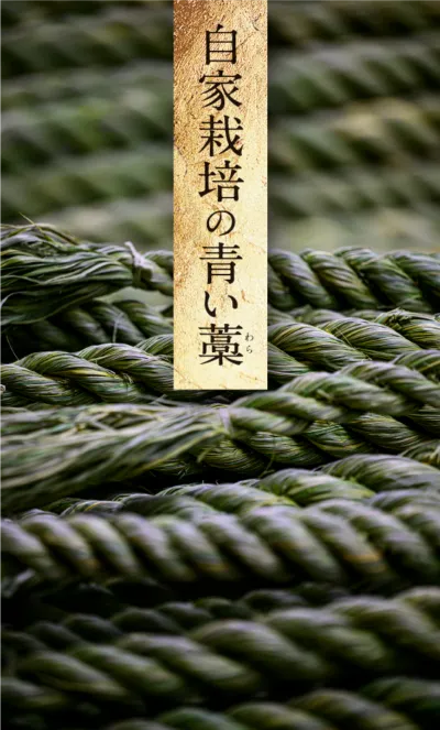 自家栽培の青い藁